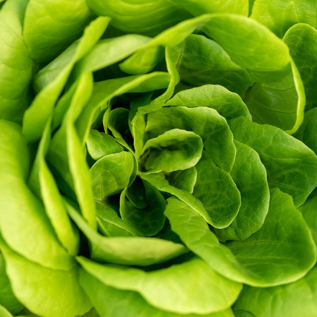 The Fall Vegetable Garden