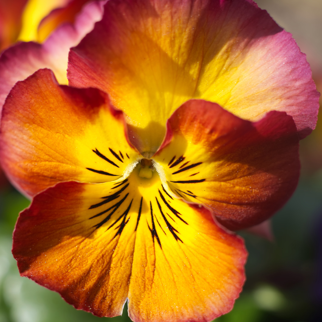 Fall Pansies