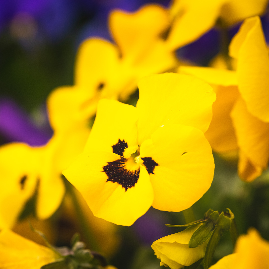 Fall Pansies