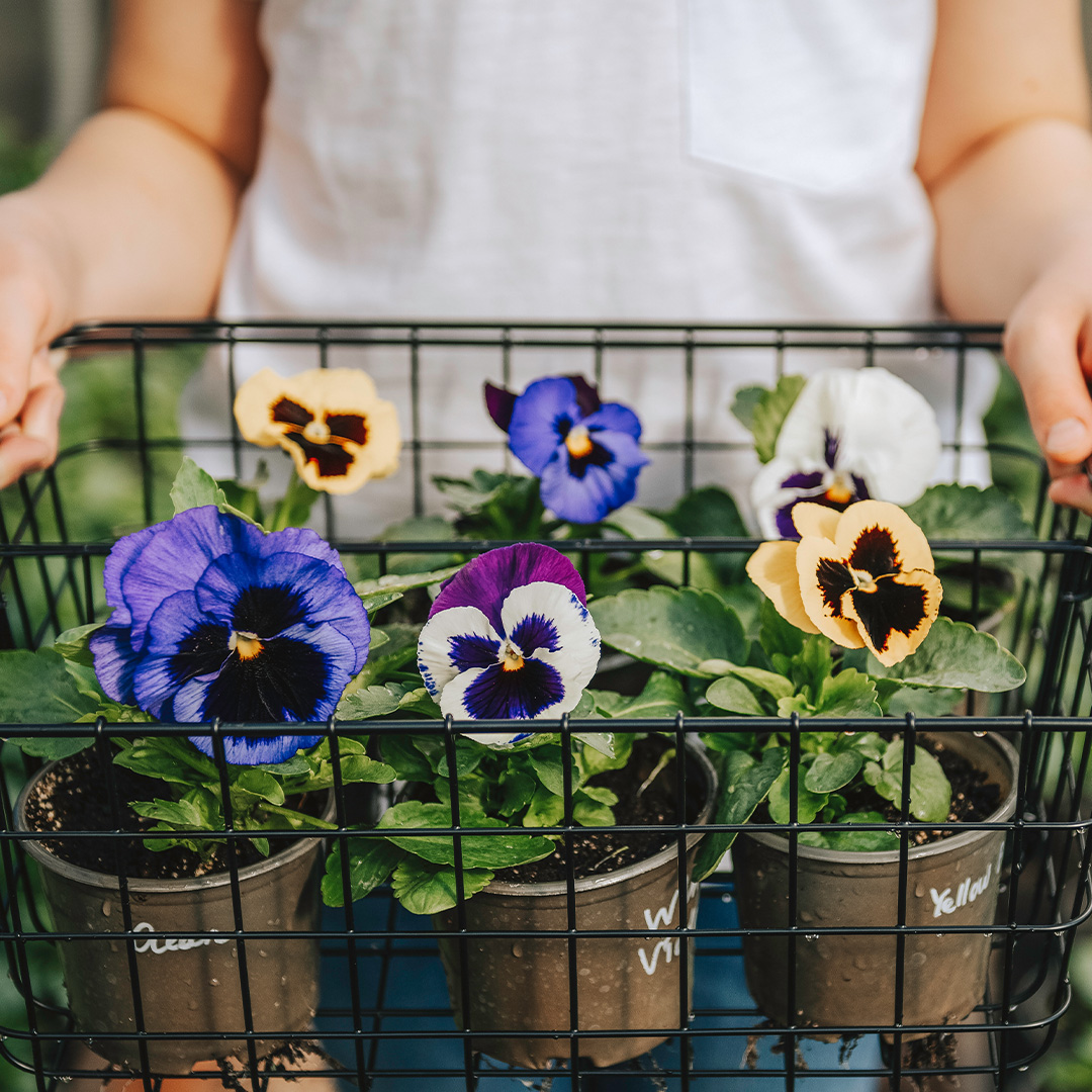 Fall Pansies