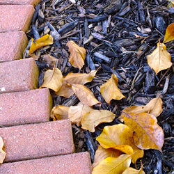 Fall Mulching 2