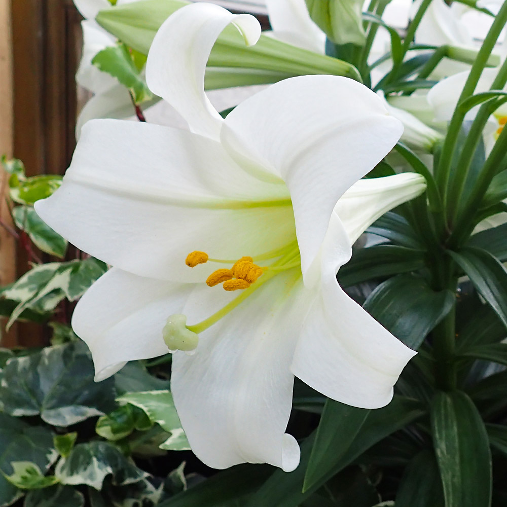 Easter Plant Guide