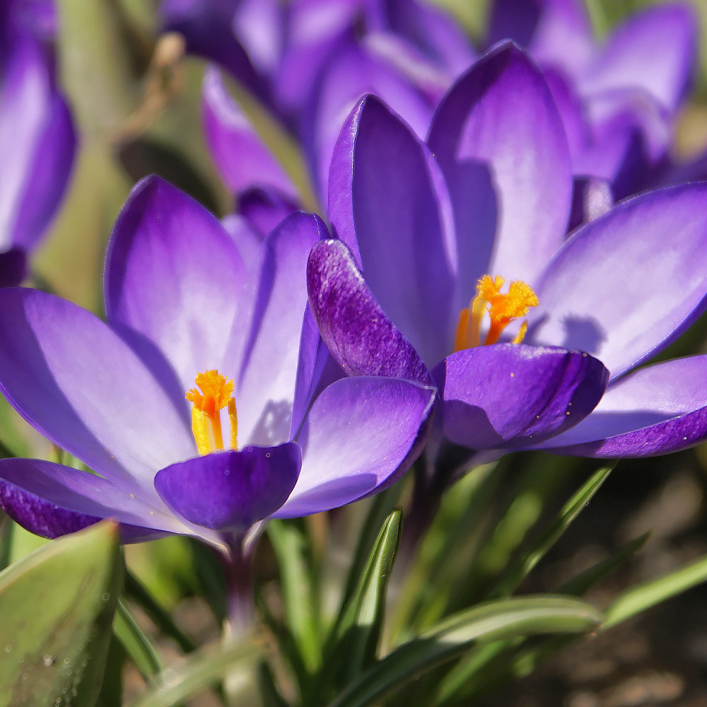 Easter Plant Guide