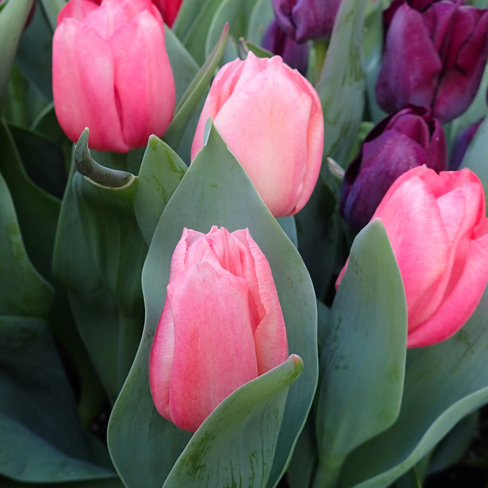 Easter Plant Guide