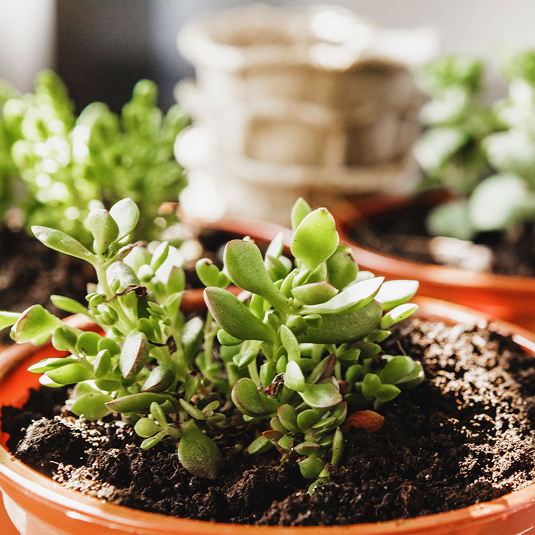 Repotting Houseplants