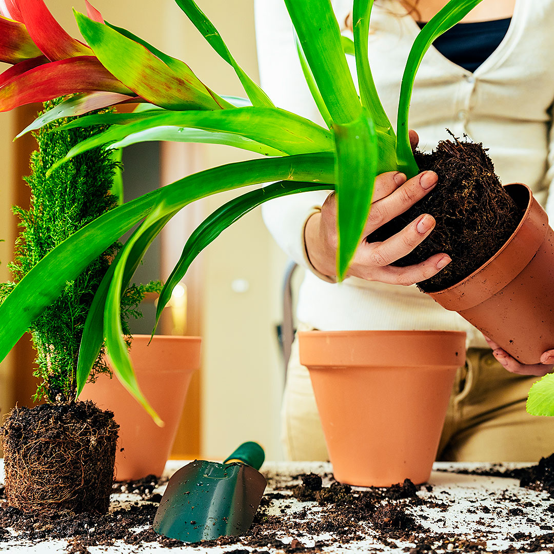 Repotting Houseplants