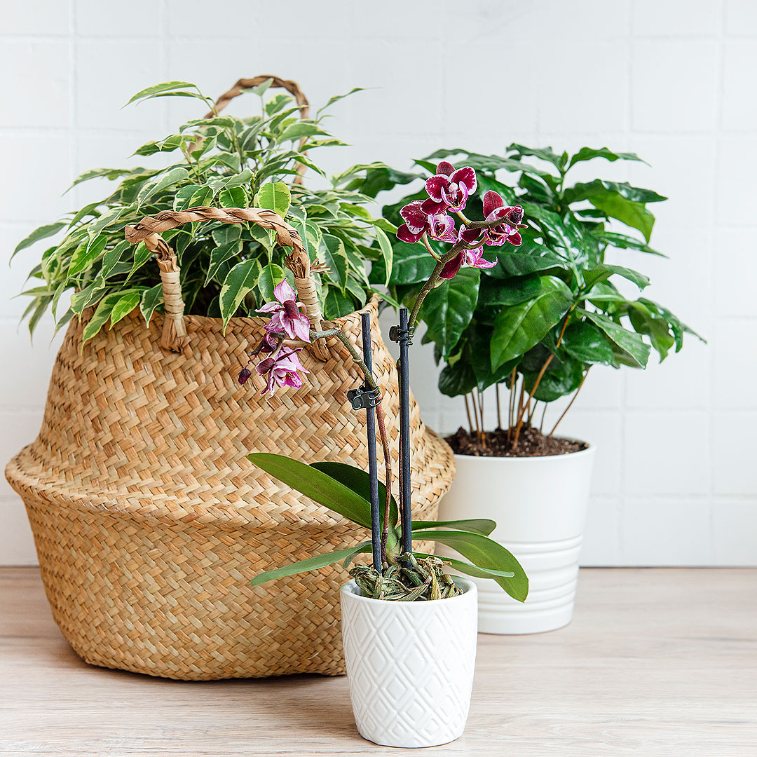 Repotting Houseplants