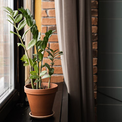 Winter Houseplant Care