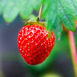 Know What You’re Eating – Grow It Yourself