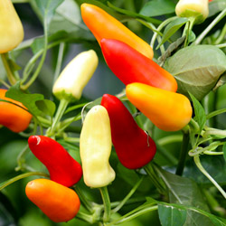 grow your own food