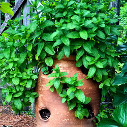 grow your own food