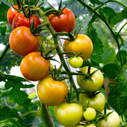grow your own food