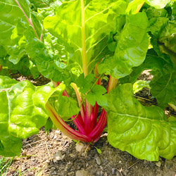 grow your own food